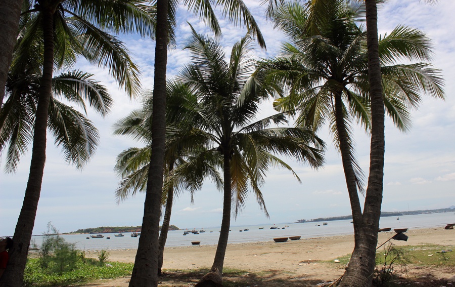 Hàng dừa rợp bóng lối vào Bàn Than.