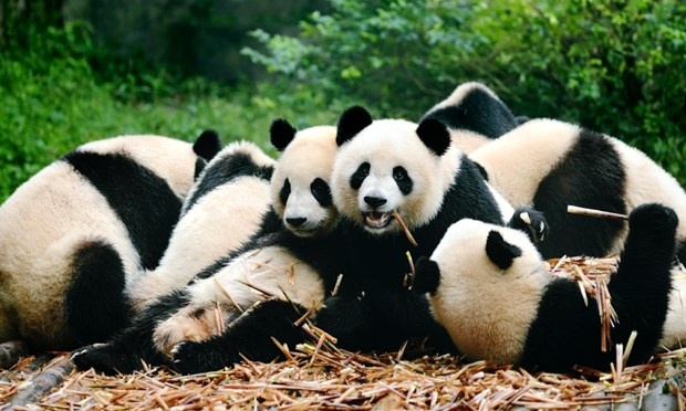 Tham quan gấu trúc ở Trung Quốc: Dạo quanh nhìn ngắm các chú gấu trúc vui chơi và tranh dành ăn uống trong khu bảo tồn nổi tiếng ở Thành Đô, tham quan danh lam thắng cảnh hùng vĩ của Trung Quốc như Kinh đô Bắc Kinh, Đội quân đất nung, Lạc Sơn Đại Phật, Vạn Lý Trường Thành hay thưởng thức các món ăn nổi tiếng ở Tứ Xuyên, vịt quay Bắc kinh trứ danh, nâng ly cùng với một ly trà xanh… là những trải nghiệm không thể bỏ qua khi thực hiện chuyến phiêu lưu đến đây.