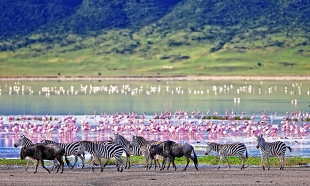 Tham quan thế giới động vật ở Châu Phi: Tanzania là một thiên đường động vật hoang dã nổi tiếng đa dạng chủng loại, kích thước như sư tử, voi, beo, trâu, tê giác, ngựa vằn, hươu cao cổ...  đây là điểm đến cho những ai yêu thích động vật, thích khám phá để trải nghiệm một cuộc phiêu lưu thực sự. 
