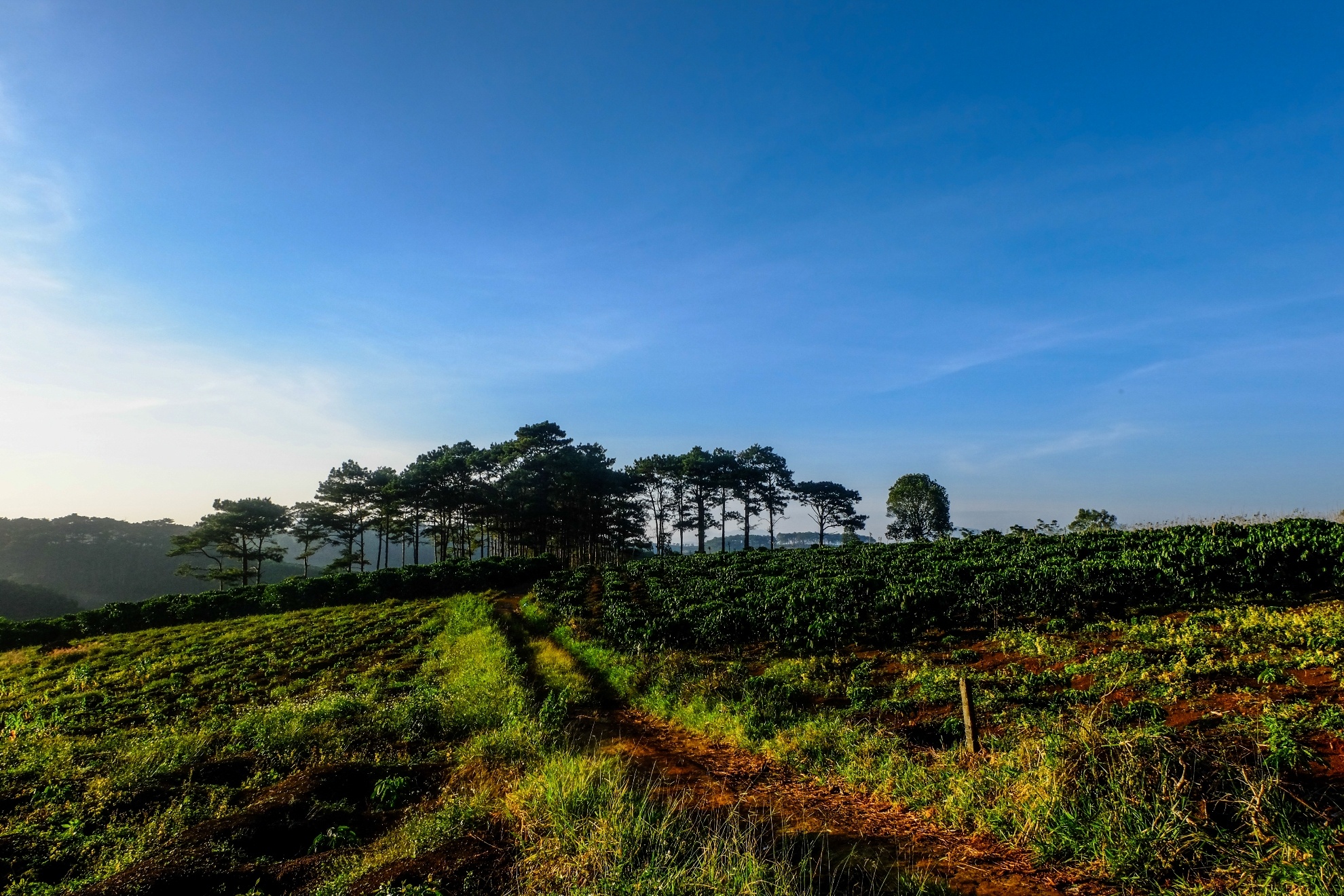 Sáng ngày thứ hai, chúng tôi dậy thật sớm để đi săn ảnh mặt trời mọc, đồi chè trong sương sớm. 