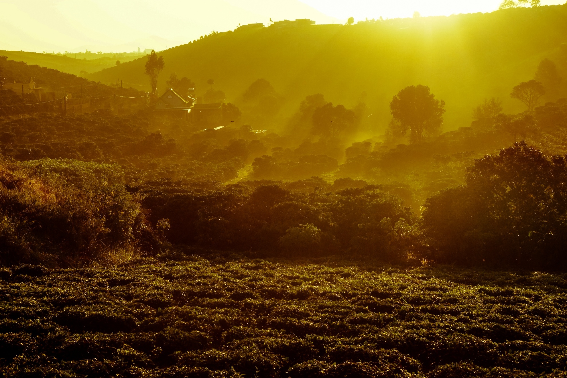 Đồi trà trong ánh bình minh.