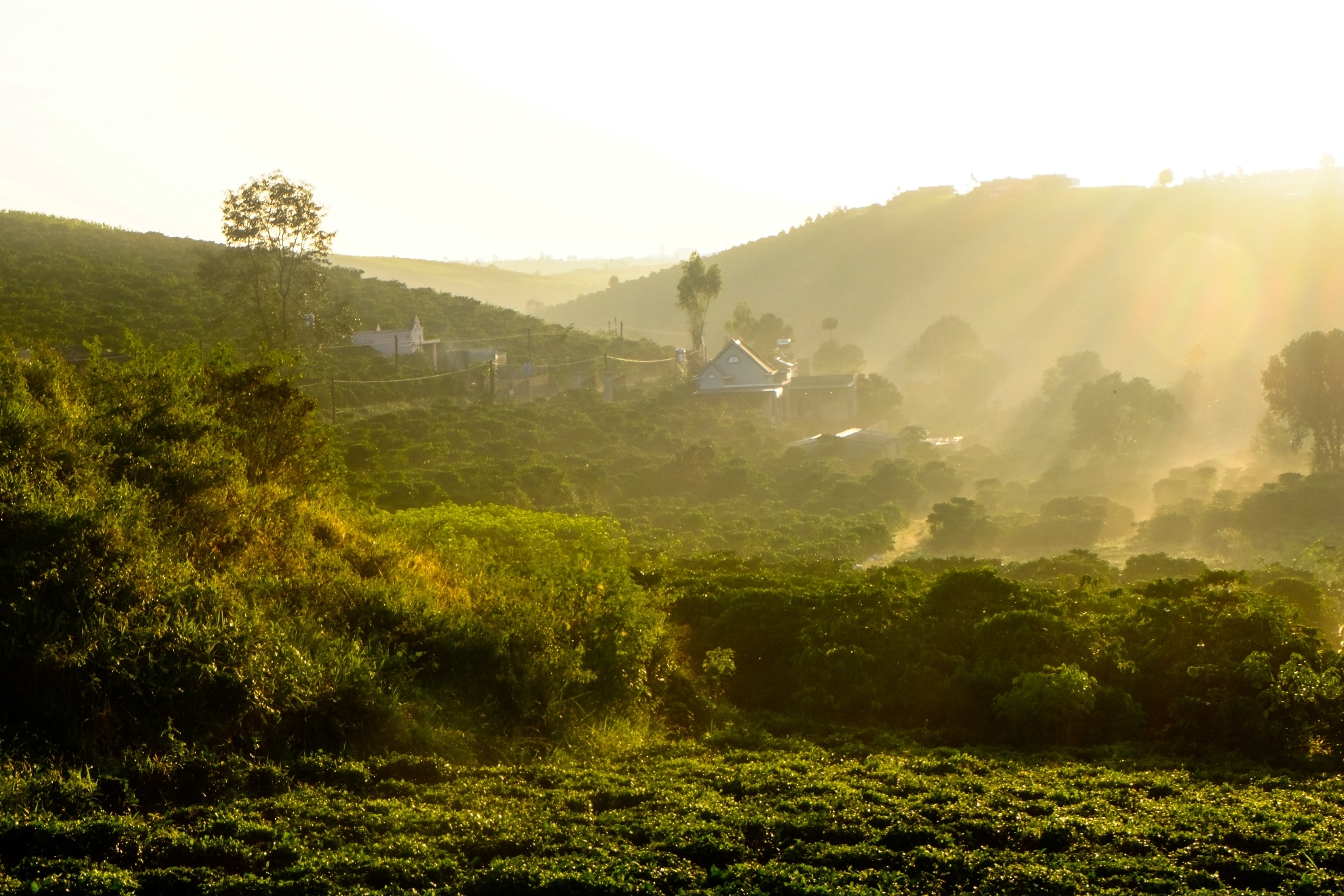Chúng tôi dừng hơn 10 phút chỉ để ghi lại khoảnh khắc này, những tia nắng đầu ngày xuyên qua lớp lá cây và sương mù tạo nên một bức tranh phong cảnh tuyệt đẹp. 