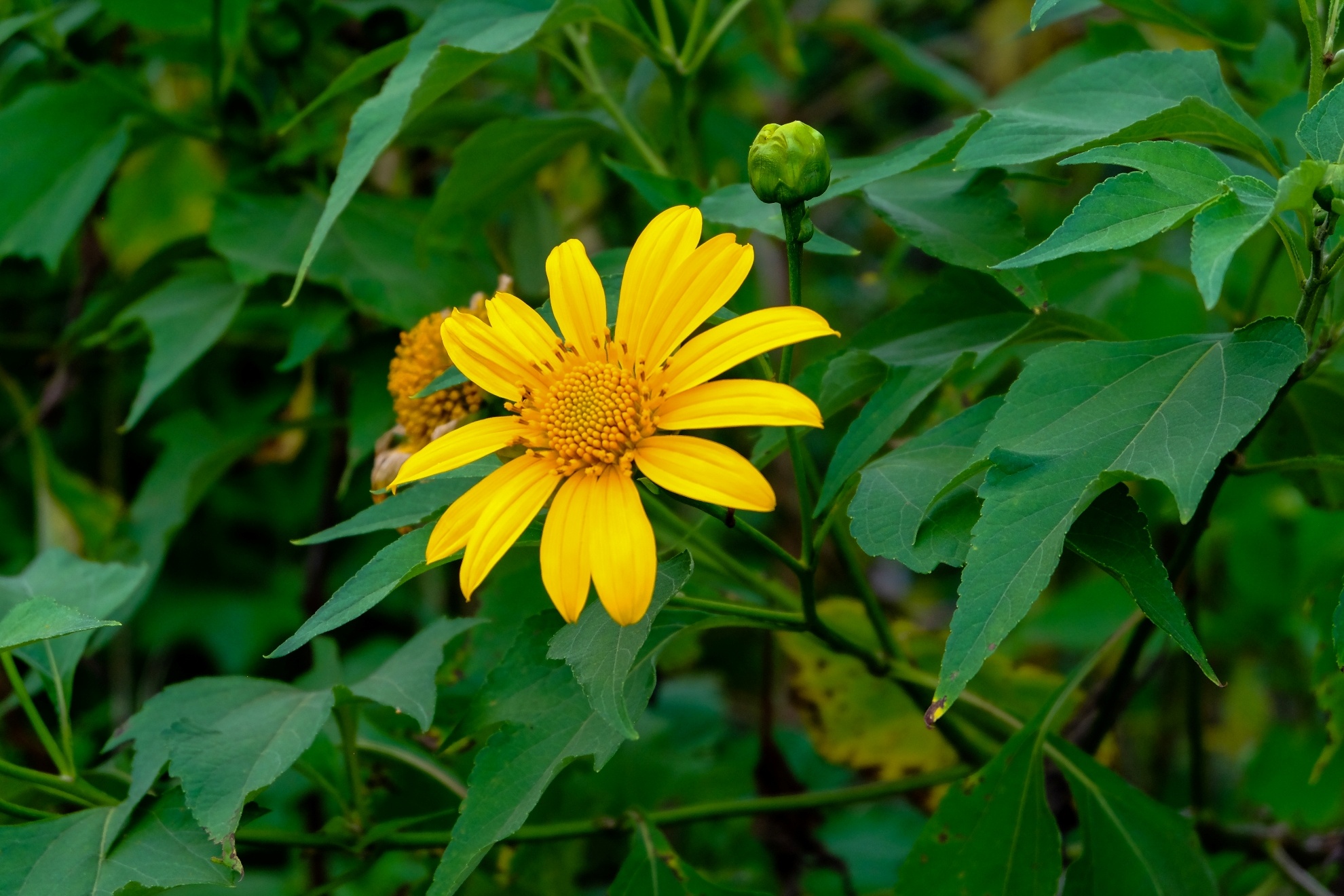 Tháng 10, 11 hàng năm là thời điểm dã quỳ nở rộ khắp núi đồi Tây Nguyên và Bảo Lộc là một trong những nơi đẹp nhất để ngắm dã quỳ. Trên con đường vào thác Dambri chúng tôi cũng bắt gặp lác đác vài bông dã quỳ nở sớm trên đường, khoảng giữa tháng 11 là dã quỳ sẽ nở rộ.