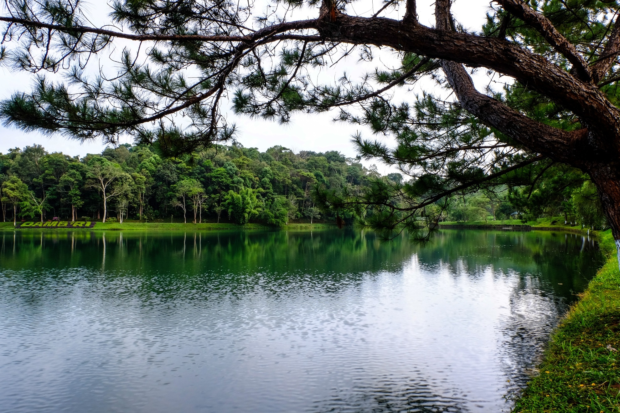 Khu du lịch thác Dambri là điểm dừng chân cuối cùng trong ngày của chúng tôi, trung tâm của khu du lịch là một hồ nước tuyệt đẹp với cây cối bao xung quanh rất thơ mộng và mát mẻ. Trên hồ có các dịch vụ như đạp vịt, chèo thuyền…