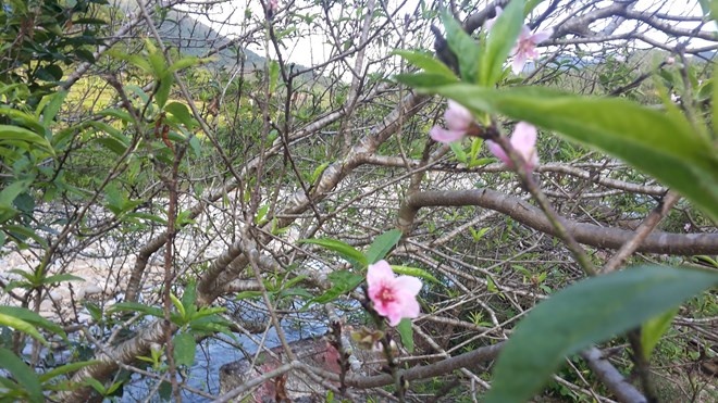 Không khí trong lành, cảnh vật hoang sơ, Bình Liêu còn có khí hậu bốn mùa trong ngày. Nơi đây hoa đào nở không cần phải đợi mùa Xuân.
