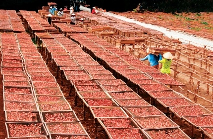  Tôm khô Cà Mau nổi tiếng là tôm khô Rạch Gốc huyện Ngọc Hiển, tỉnh Cà Mau. Hàng năm cứ vào tháng 11 âm lịch là bà con tại Rạch Gốc lại vào mùa làm tôm khô.