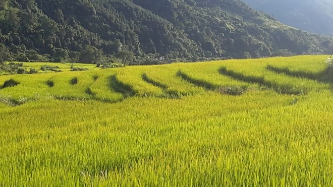 Cánh đồng lúa chín vàng như chảy từ trên đỉnh đồi.