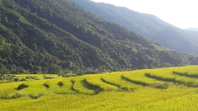 Ruộng bậc thang, đặc sản đâu chỉ cần lên Lào Cai mới thấy!