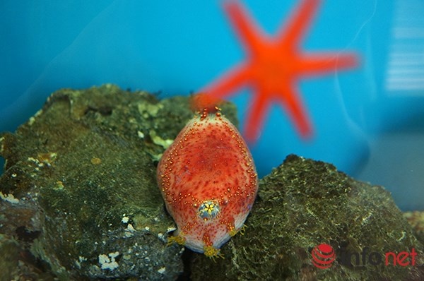 Động vật cầu gai.