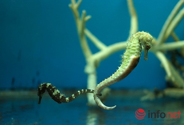 Cá ngựa đen - là một trong những loài cá có giá trị dược phẩm cao nên số lượng đang bị sụt giảm nghiêm trọng. Giống như các loài cá ngựa khác, cá ngựa đực có một túi trước bụng để mang thai và ấp trứng giúp cá ngựa cái.