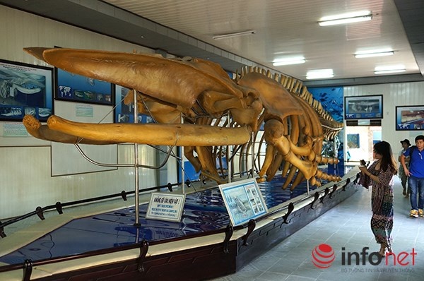 Bộ xương cá voi lưng gù do nhân dân xã Hải Cường (Hải Hậu, tỉnh Nam Hà) khai quật vào ngày 08/12/1994 trong khi đào mương làm thuỷ lợi. Bộ xương bì vùi sâu dưới ruộng khoảng 1,2m và cách biển 4km. Chiều dài bộ xương là 18m với trọng lượng khoảng 10 tấn.