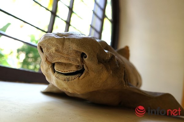 Đến đây du khách cũng sẽ được chiêm ngưỡng Bảo tàng sinh vật biển với trên 20.000 mẫu vật của hơn 4000 loại sinh vật biển và nước ngọt được sưu tầm, gìn giữ từ nhiều năm nay.