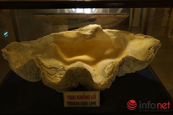 Đặc biệt hơn, khi đến với Viện Hải dương học du khách sẽ có cơ hội được tận mắt chứng kiến những mẫu vật sống được nuôi thả trong bể kính. Có đến hàng trăm loài sinh vật biển quý hiếm đang được nuôi giữ tại đây như: cá mập, rùa biển, cá chình, cá hoàng hậu, tôm hùm, cá mặt quỷ, hải cẩu,...