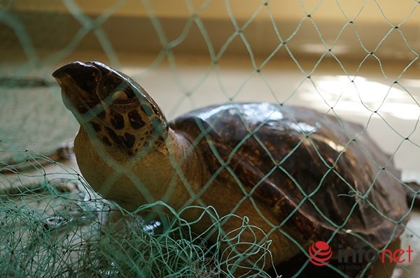 Một số hình ảnh về Viện Hải dương học Nha Trang, trong hình là mô hình rùa biển.