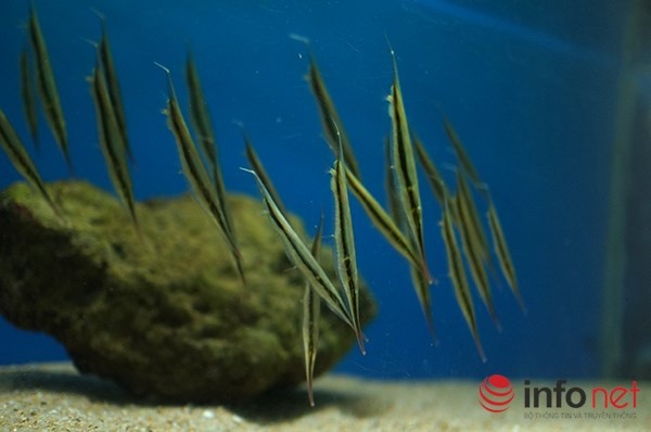 Cá dao - cá sống theo đàn, đầu hướng xuống dưới khi bơi giúp chúng nguỵ trang, trú ẩn trong các rạn san hô hoặc thảm cỏ biển. Khi gặp nguy hiểm, cá chuyển cơ thể theo hướng ngang và di chuyển với tốc độ nhanh ngạc nhiên.