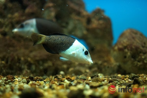 Cá mó môi dày - cá có phần môi rất dày, màu sắc thay đổi tuỳ theo sự phát triển của từng giai đoạn. Cá trưởng thành sống ở độ sâu khoảng 30m, thức ăn chính là các loài nhuyễn thể, giun nhiều tơ và một số loài sao biển.