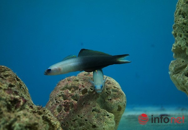 Cá bống đuôi kéo là loại cá hiền lành, sống ở các rạn san hô, đầm phá hoặc vịnh. Cá có kích thước nhỏ, khi bé sống thành từng đàn, lớn lên sống thành đôi.