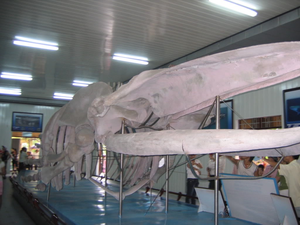 Vien Hai duong hoc Nha Trang niu chan khach du lich hinh anh