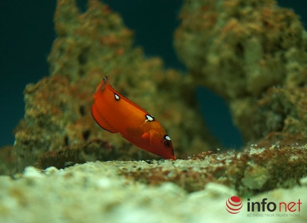 Cá mó đèn - màu sắc thay đổi theo từng giai đoạn, chúng thường vùi mình trong cát khi ngủ hoặc khi gặp nguy hiểm.