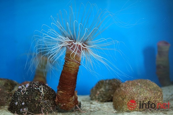 Hải quỳ ống - còn gọi là cây dừa biển. Chúng bắt mồi bằng cách sử dụng các tua râu mảnh mai có chất nhầy để bắt các sinh vật bơi lơ lửng bên trên. Khi gặp nguy hiểm, chúng thu mình vào trong ống để lẩn tránh.