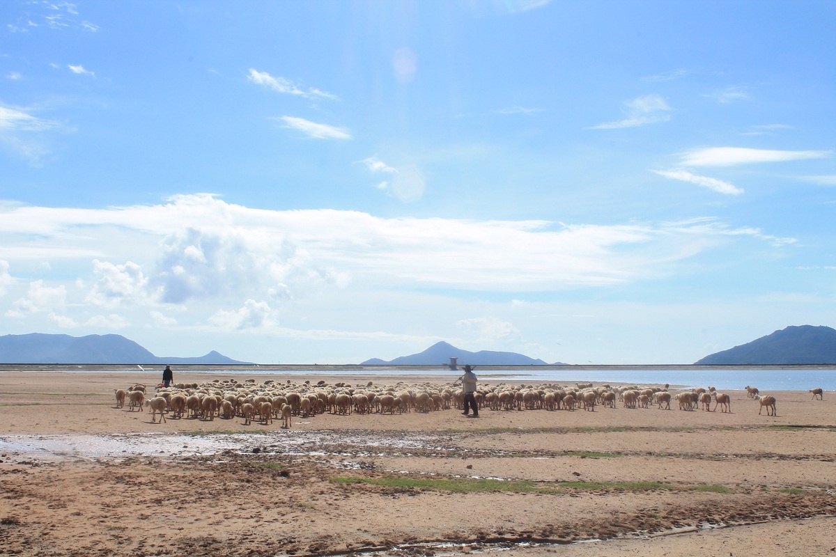 Khu vực hồ đập Thanh Sơn là nơi đẹp và thơ mộng nhất để săn những bức ảnh cùng với những con cừu dễ thương. Vì là vùng đất khô hạn nên hồ rất ít nước, để lộ ra một khoảng không rộng lớn với nhiều đám cỏ mọc lởm chởm, nhiều nơi xanh rờn,…trở thành nguồn thức ăn chính cho các đàn cừu ở đây.