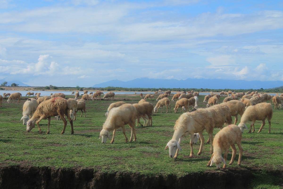 Cừu mỗi lứa sinh từ 1-3 con, nhưng thường là từ 1-2 con, những trường hợp may mắn sẽ có sinh ba. Mỗi trang trại có từ vài chục cho đến cả ngàn con, thế nhưng người dân có cách phân biệt đâu là cừu nhà mình bằng cách tạo màu sắc đỏ trên lưng của chúng để dễ nhận dạng. 