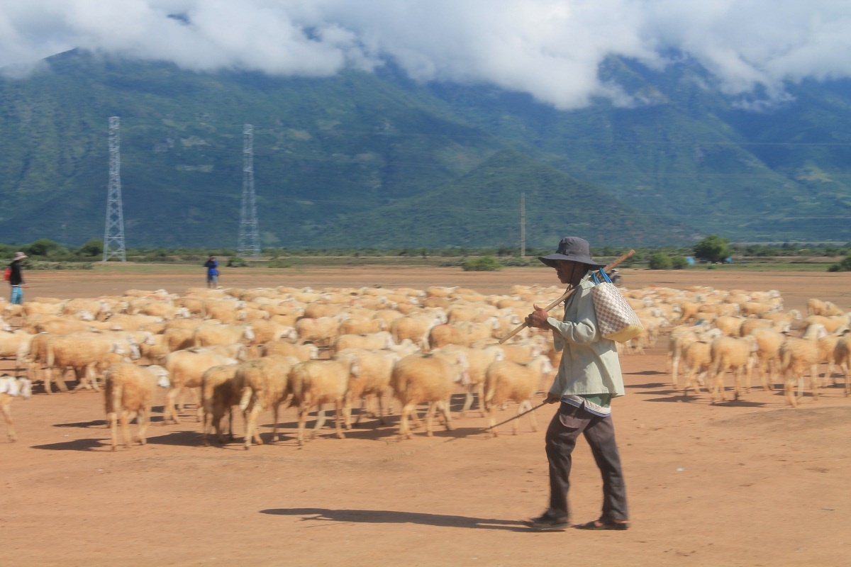 Những người chăn cừu ở đây đa phần là dân tộc Chăm, chăn thuê cho các ông chủ lớn, giàu có. Người chủ bỏ vốn ra mua cừu, còn những người này đảm nhận công việc chăn nuôi cừu hàng ngày cho lớn. Họ sẽ “ăn chia” lãi tỷ lệ theo 7:3 hoặc 6:4 khi đàn cừu lớn và bán đi.
