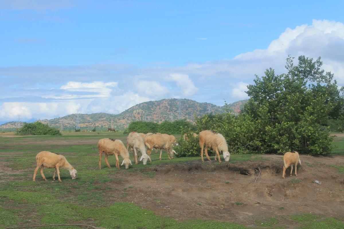 Công việc chăm nom rất vất vả, họ làm việc suốt ngày và thậm chí mất ăn mất ngủ mỗi khi cừu bị bệnh hay có chuyện gì xảy ra. Cũng chính vì lẽ đó, những nếp nhăn, sự khó nhọc hằn in lên trán, vai của những người nông dân chân chất này. Đôi lúc bữa trưa của họ cũng rất đơn giản và tạm bợ, chỉ là bữa cơm trắng cá khô ngồi trong bụi cây mát trên đồng ngồi ăn và trông cừu,…