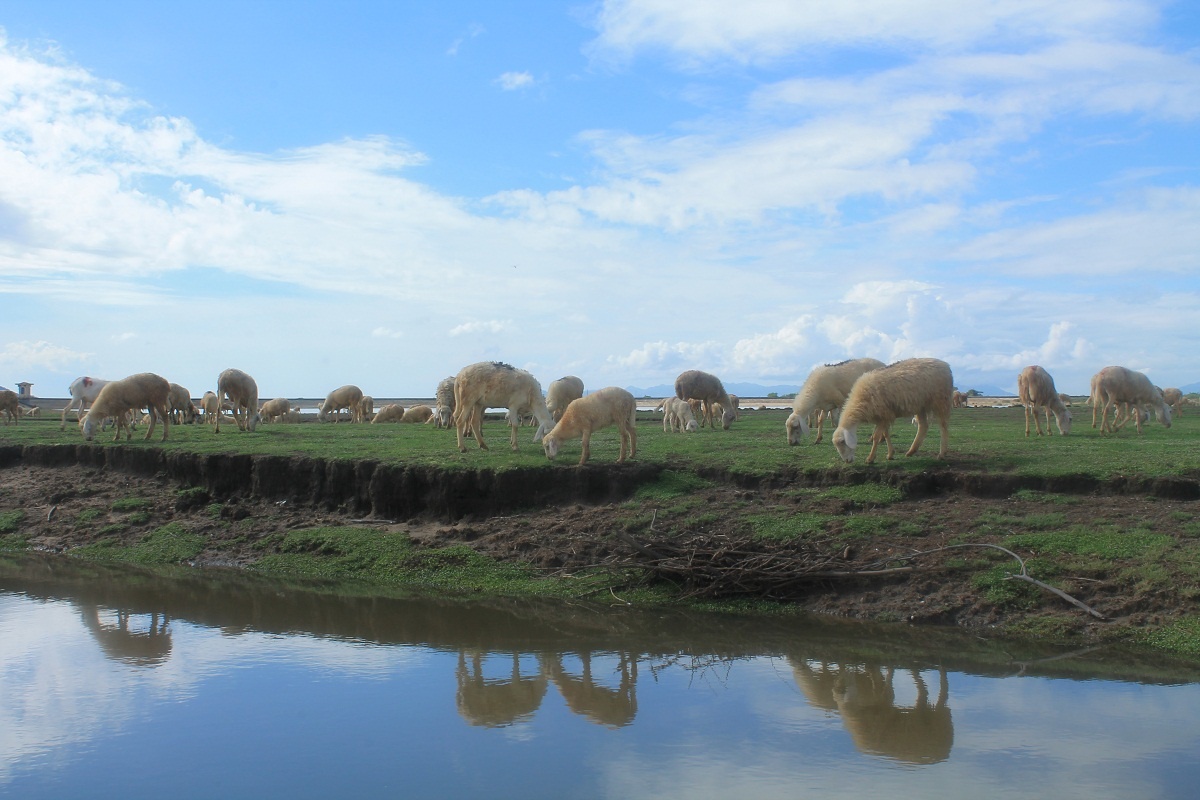 Có dịp đến đây, bạn sẽ cảm thấy hào hứng với những trải nghiệm mới và người dân luôn niềm nở chào đón và cho bạn thoải mái chụp ảnh, tìm hiểu hay hỏi thông tin về cừu. Bạn cũng không cần sợ cừu cắn gì vì chúng là loài vật dễ thương, hiền lành, đôi khi có con nhút nhát thấy khách đến bỏ chạy, có con thì lì lợm đứng nghểnh mặt cho khách tha hồ chụp.