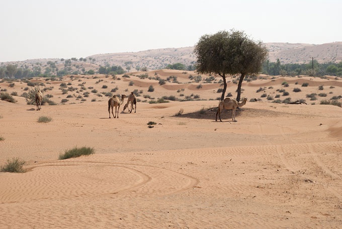 Thám hiểm sa mạc Desert Safari: Thám hiểm khu bảo tồn cách trung tâm thành phố 70km với khoảng 30 phút chạy xe hơi trên cao tốc phía nam Oman hứa hẹn sẽ là một trải nghiệm rất thú vị. Hiện tại, chỉ có 3 công ty du lịch ở Dubai được phép đưa du khách đến khu vực sa mạc và ăn tối tại Desert Safari. Bạn chỉ được đến đây bằng xe của đại lý du lịch, các xe tư nhân thì hoàn toàn bị cấm. Khi tham gia trải nghiệm phiêu lưu bằng ô tô trên cát thì bạn phải thắt dây an toàn và chuẩn bị sẵn các túi nôn. Ăn tối trên sa mạc lúc hoàng hôn buông xuống cũng là hoạt động vô cùng thú vị . Bạn sẽ được thưởng thức thịt dê nướng, sữa lạc đà … và ngắm các vũ nữ múa bụng trong trang phục truyền thống quyến rũ. Kết thúc chuyến đi, chắc chắn bạn sẽ có những trải nghiệm không bao giờ quên.