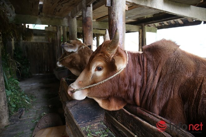 Phía sau nhà là chuồng nuôi bò.