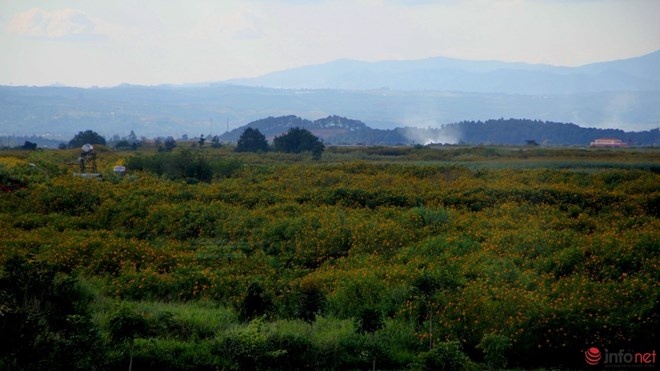 Từ trên cao nhìn xuống sẽ thấy loài hoa này mọc quanh với những vạt lớn, rộng bạt ngàn.