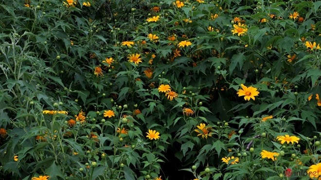 Những cánh hoa rực rỡ ẩn hiện trong đám lá xanh đã góp phần tạo nên vẻ đẹp của vùng cao nguyên này.