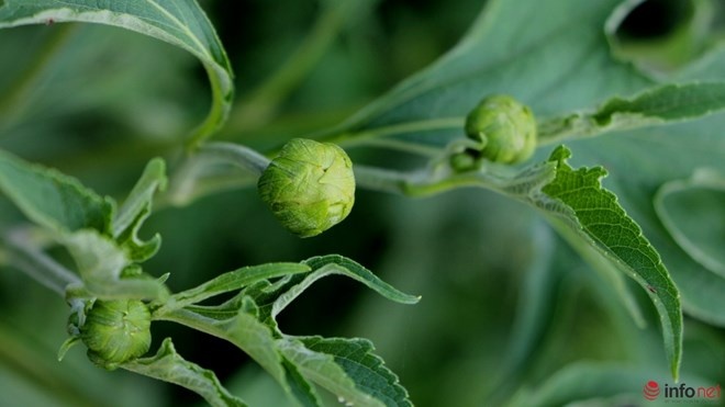 Những nụ xanh mơn mởn đã sẵn sàng nở rộ.