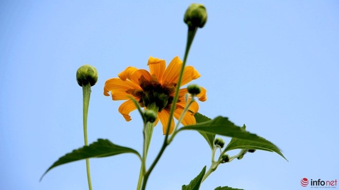 Những khóm hoa vươn lên nổi bật dưới ánh nắng và bầu trời xanh ngắt.