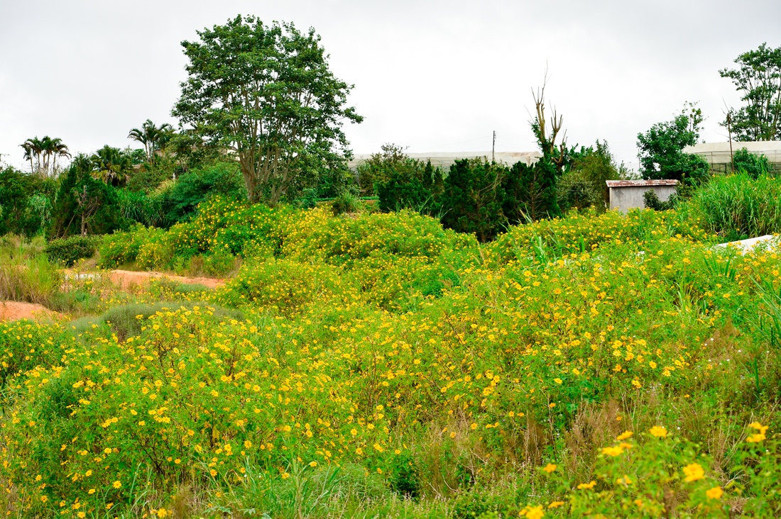 Đà Lạt đang vào mùa dã quỳ rực vàng khắp các con đường, lối đi bên ngoài thành phố.