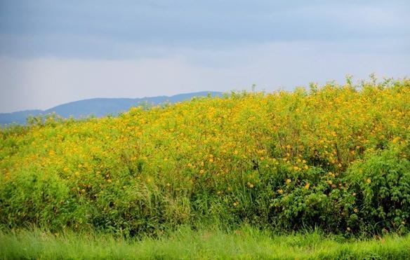 Da quy da vang ruc cao nguyen hinh anh
