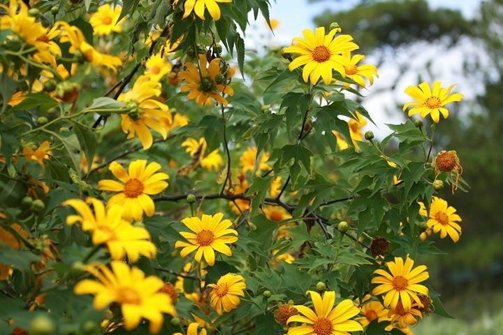 Dã quỳ trong nắng sớm. Ảnh : Tân Nguyễn.