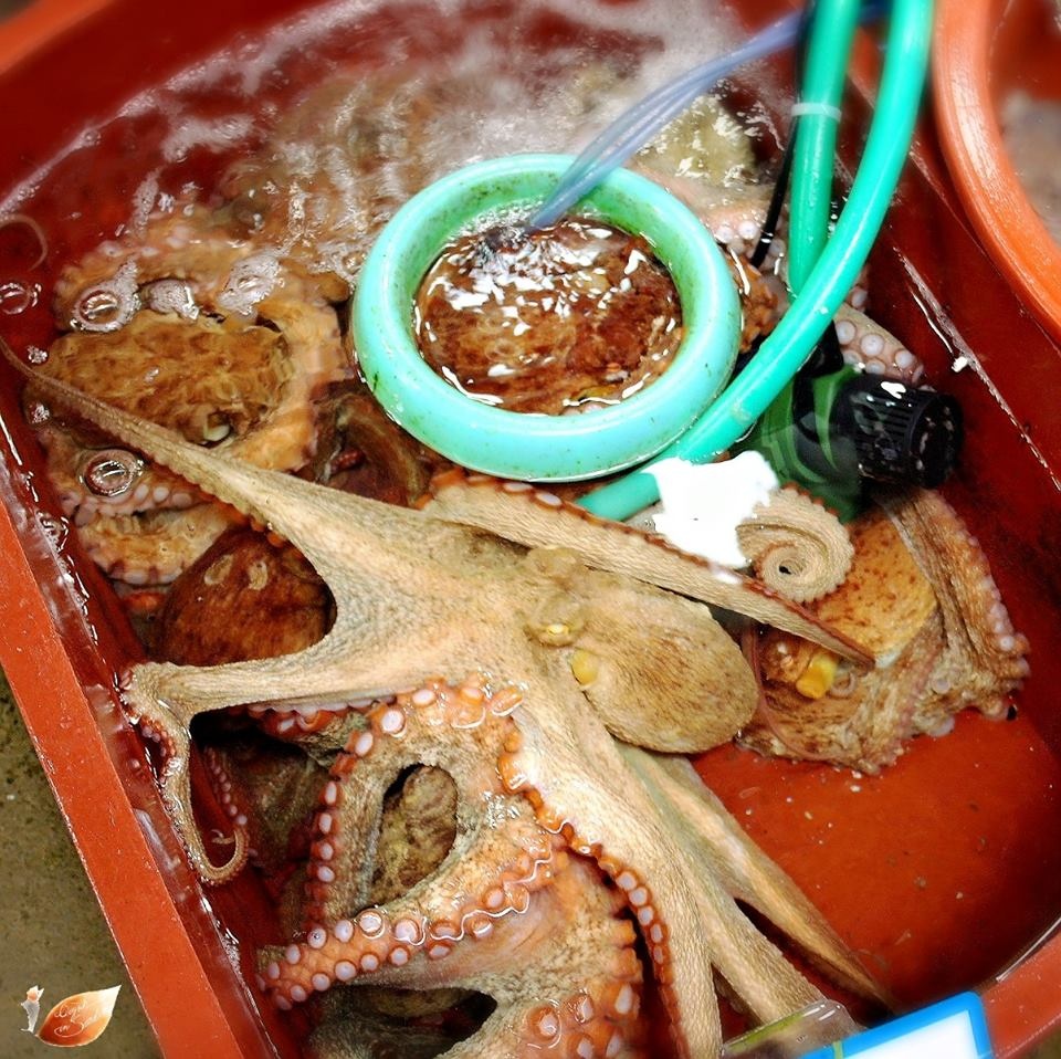 Bạch tuộc sống: Vô cùng nhiều nguồn dư luận trái chiều về chuyện này nhưng các bạn hiền thật sự là nên thử ăn bạch tuộc sống ở chợ cá Noryangjin, ngó nó giãy đành đạch trong bát xì dầu và quấn vòi tua vào lưỡi... hơi ghê một chút nhưng vui lắm, nên thử cho biết.