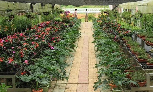 Đến với Thung lũng hoa Thải Giàng Phố, đắm chìm trong không gian rực rỡ màu sắc của các loài hoa và không khí trong lành của núi rừng giúp du khách xua tan hết mệt mỏi. 