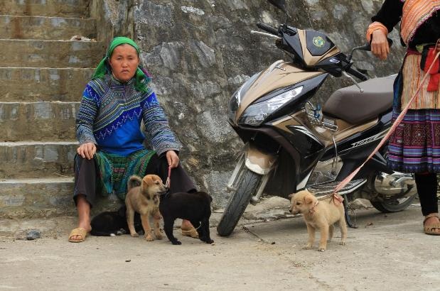 Khu “chợ khuyển” khá tấp nập kẻ mua người bán. Vì chó Bắc Hà khá nổi tiếng nên giá của nó tương đối đắt, một con chó nhỏ như thế này có giá 700 nghìn đồng.