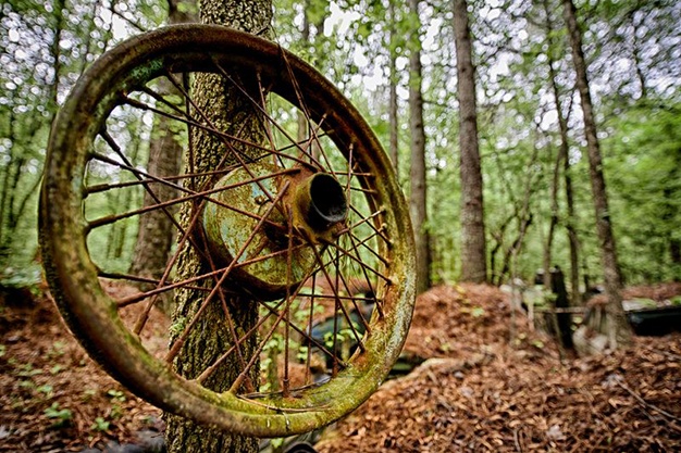 Những chiếc bánh xe cũ được sử dụng trang trí trên cây.