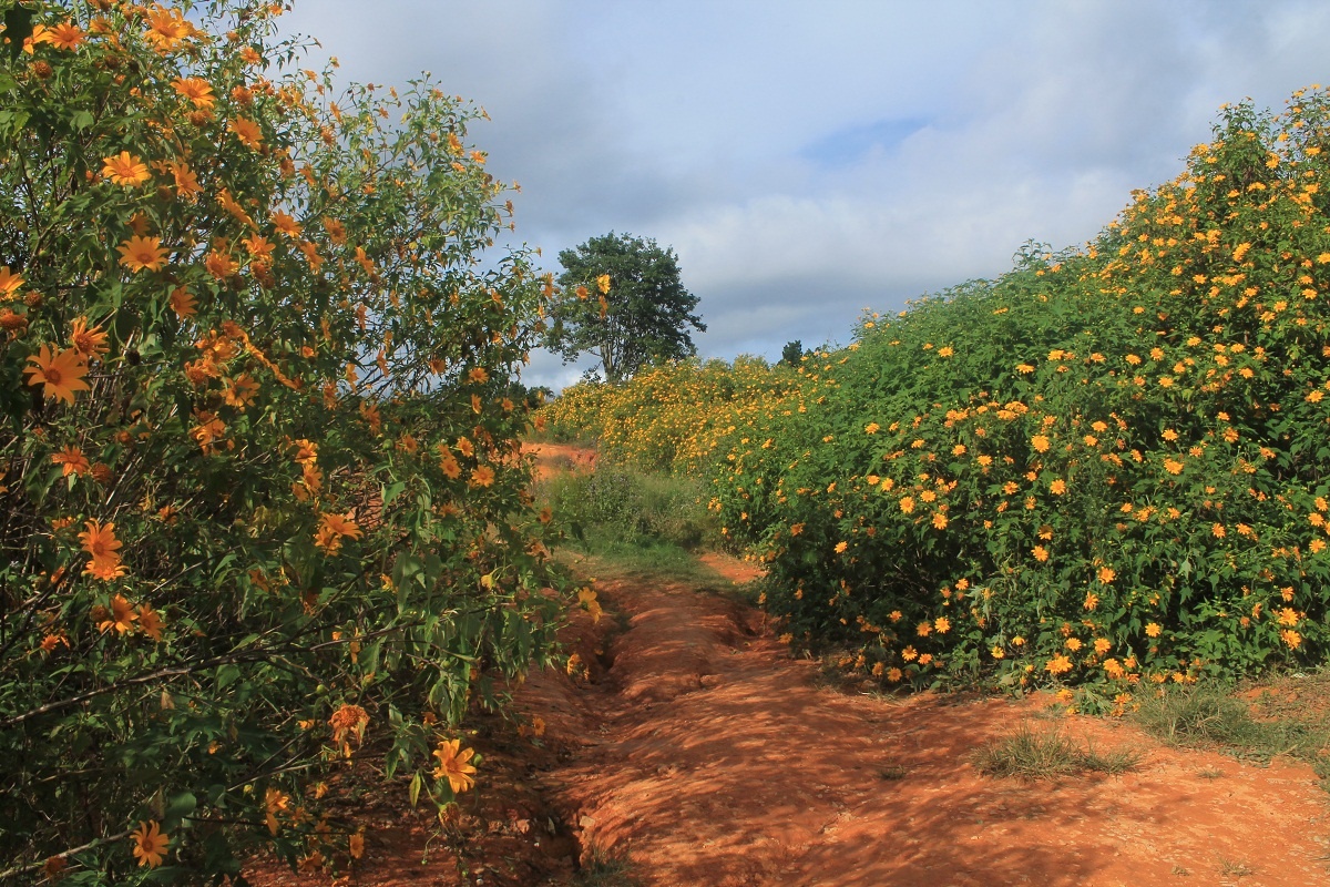 Mê mẩn với sác vàng rực rỡ của hoa dã quỳ. Ảnh: Xuân Lộc.