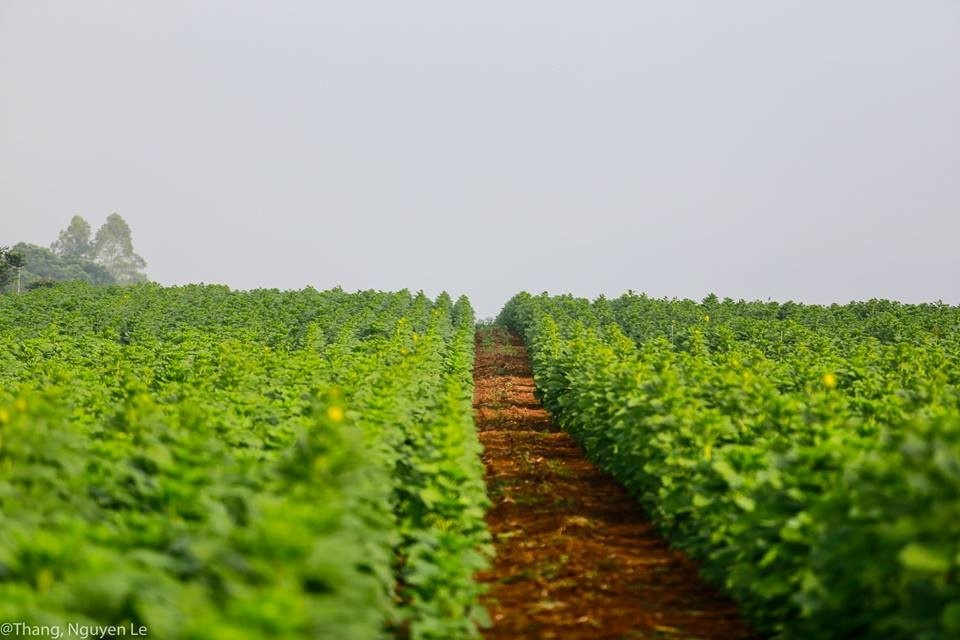 Hoa bắt đầu chớm nở. Ảnh : Le Thang.