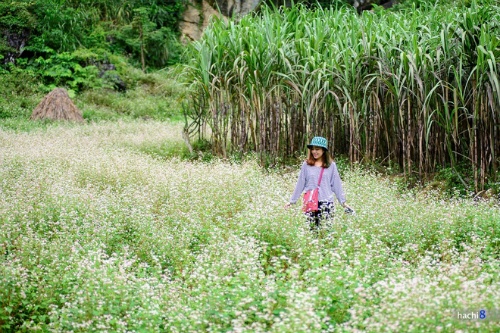 Nhung trai nghiem thu vi tai cao nguyen da Ha Giang hinh anh