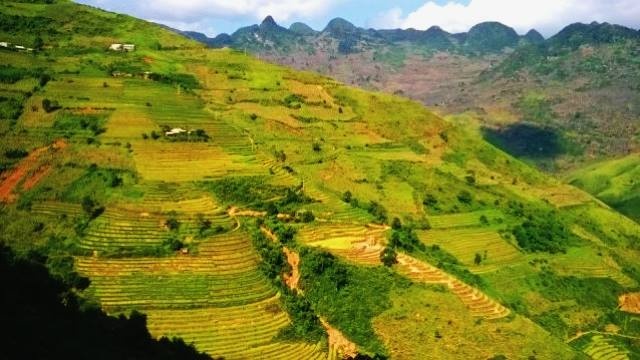 Ruộng bậc thang vào mùa lúa chín ấn tượng sâu sắc trong lòng du khách. Ảnh: Văn Giang.