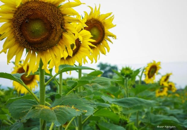 Don thang 12 voi canh dong hoa huong duong hinh anh