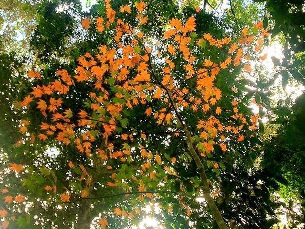 Ngam la phong Da Lat ruc ro chom dong hinh anh