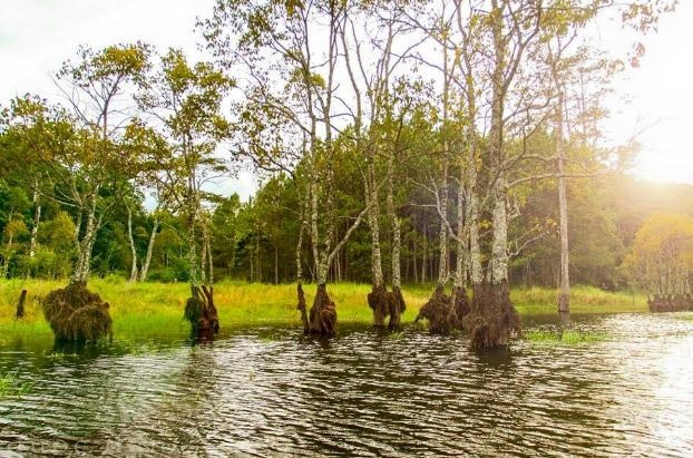 Du khách sẽ không khỏi trầm trồ về tour du lịch hấp dẫn này. Để đến với khu rừng, du khách phải chèo thuyền cao su khoảng 1km. Hô Tuyền Lâm là hồ nước ngọt tự nhiên lớn nhất Đà Lạt, cách trung tâm thành phố 6km về phía Nam. 