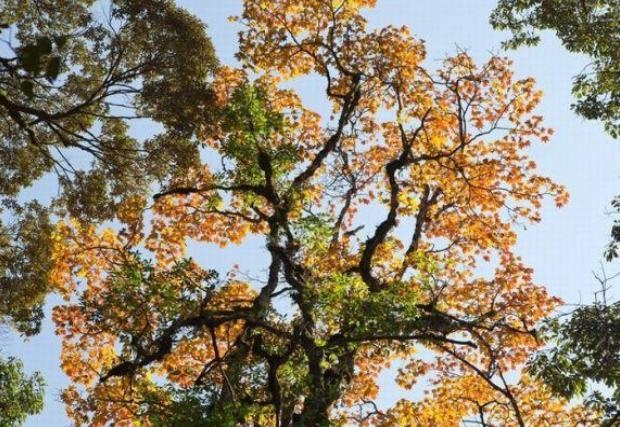 Những hàng cây cổ thụ đang vươn mình đón mùa đông ấm áp, những tán lá cây đang chuyển mình thay lá. Một mùa thu Đà Lạt đang hiện ra trước mắt, đã là xao xuyến bước chân dân ưa du lịch bụi đến khám phá.